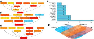 Investigation of the molecular mechanism of Smilax glabra Roxb. in treating hypertension based on proteomics and bioinformatics